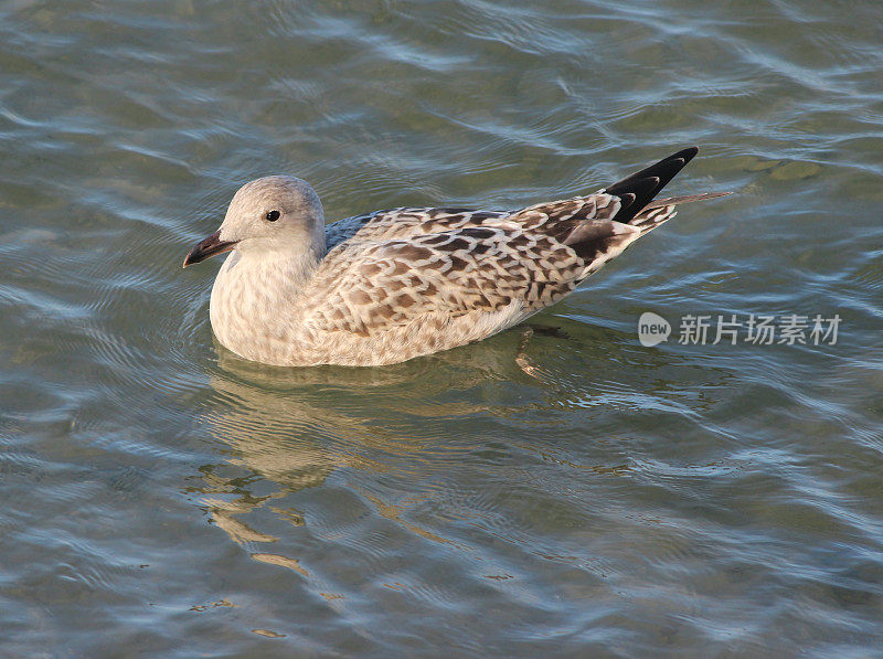 小鲱鱼海鸥/海鸥在海水中游泳，海边的海滩